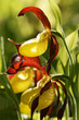 Wild orchid: Lady's-slipper