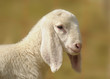 Lamb