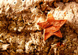 bark star shape christmas symbol on cork bark star shape christmas symbol on cork