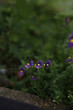 ネメシアの花