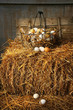Basket of freshly laid eggs lying on straw Basket of freshly laid eggs lying on straw
