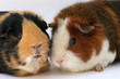Zwei Meerschweinchen stecken die Köpfe zusammen
