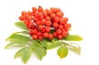 Eberesche (Sorbus aucuparia) Beeren und Blätter auf weiß