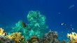 Tropical fish playing and swimming. Red Sea, Egypt. Tropical fish playing and swimming. Red Sea, Egypt.