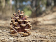 The cone in wood