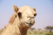 Kamel