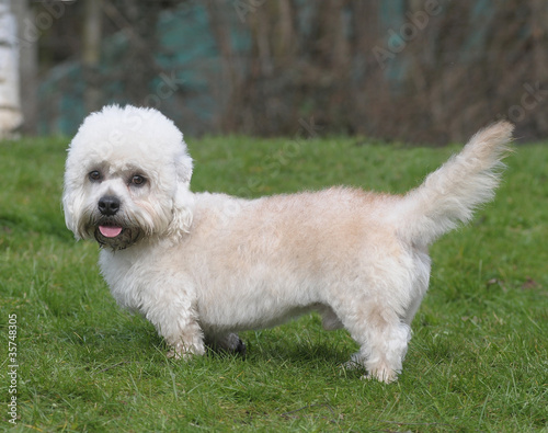 Foto: DANDIE DINMONT TERRIER DANDIE DINMONT TERRIER
