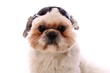 junger Hund Shih Tzu mit Sonnenbrille auf dem Kopf