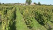viticulture