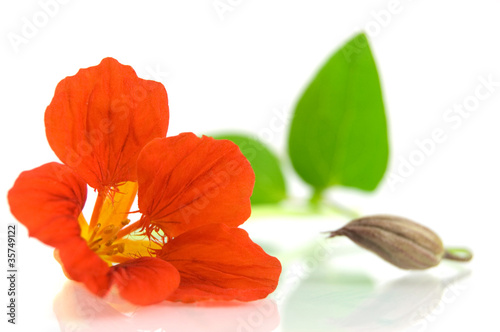 Foto: red nasturtium red nasturtium