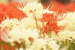 紅白揃い踏み