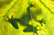 Frog resting on a leaf
