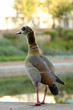Gans