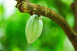 Cocoa pods