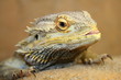 Bartagame