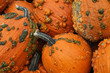 Pumkins