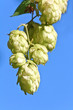 Hop cones over a blue sky
