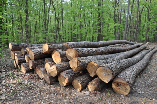 Foto: Baumstämme im Wald Baumstämme im Wald