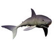 Mako Shark 01