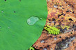 Lotus Leaf