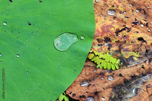 Photo: Lotus Leaf Lotus Leaf