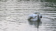 A swan having bath in pond