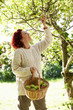 Foto: Woman picking apples off tree Woman picking apples off tree