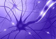 Nerve Cell Axon