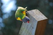 lorrikeet