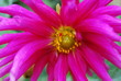 Pink Flower on leaf green background