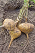 Yam Bean