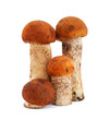 Mushrooms isolated on white background