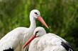 Couple of white storks against green leaves Couple of white storks against green leaves