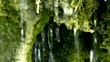 Naturquelle im Wald
