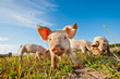 Small pig standing on a field Small pig standing on a field