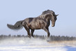 horses run