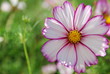Schmuckkörbchen  (Cosmos bipinnatus )