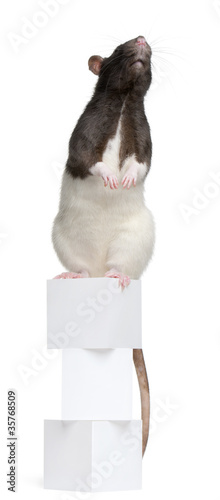 Photo: Fancy Rat, 1 year old, standing on boxes Fancy Rat, 1 year old, standing on boxes