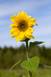 beautiful sunflowers with blue sky