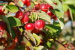 Foto: Kirschapfel ( Malus baccata ) Kirschapfel ( Malus baccata )