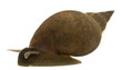 Great pond snail, Lymnaea stagnalis Great pond snail, Lymnaea stagnalis