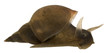 Great pond snail, Lymnaea stagnalis Great pond snail, Lymnaea stagnalis