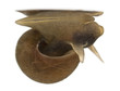Great pond snail, Lymnaea stagnalis Great pond snail, Lymnaea stagnalis