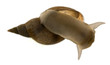 Great pond snail, Lymnaea stagnalis Great pond snail, Lymnaea stagnalis