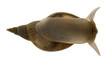 Great pond snail, Lymnaea stagnalis Great pond snail, Lymnaea stagnalis