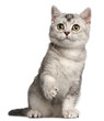 British Shorthair kitten, 4 months old, sitting