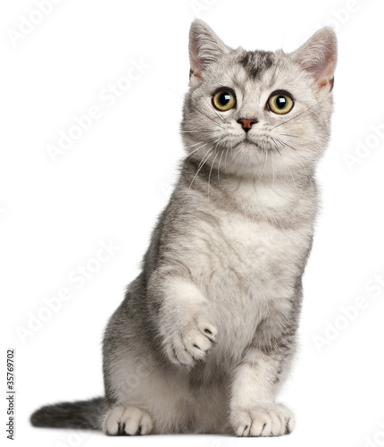 Foto: British Shorthair kitten, 4 months old, sitting British Shorthair kitten, 4 months old, sitting