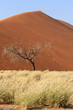 Sossusvlei sand dunes landscape in the Nanib desert near Sesriem