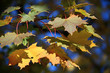 Ahorn im Herbst - maple in autumn Ahorn im Herbst - maple in autumn