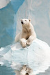 Polar bear in a zoo